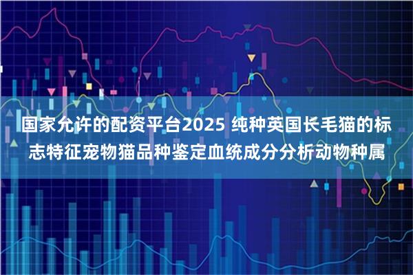 国家允许的配资平台2025 纯种英国长毛猫的标志特征宠物猫品种鉴定血统成分分析动物种属