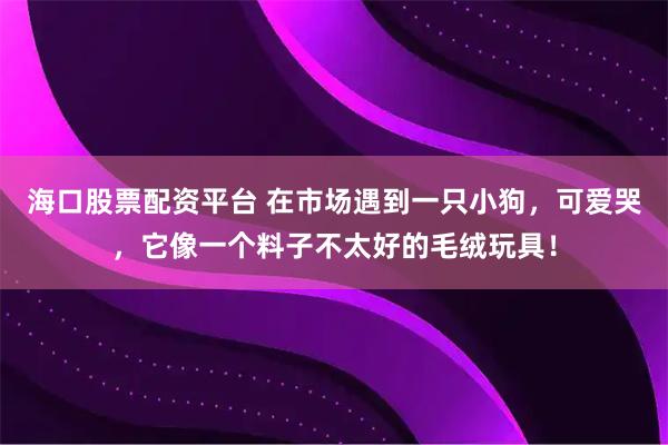 海口股票配资平台 在市场遇到一只小狗，可爱哭，它像一个料子不太好的毛绒玩具！