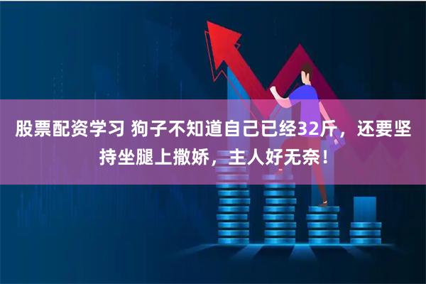 股票配资学习 狗子不知道自己已经32斤，还要坚持坐腿上撒娇，主人好无奈！